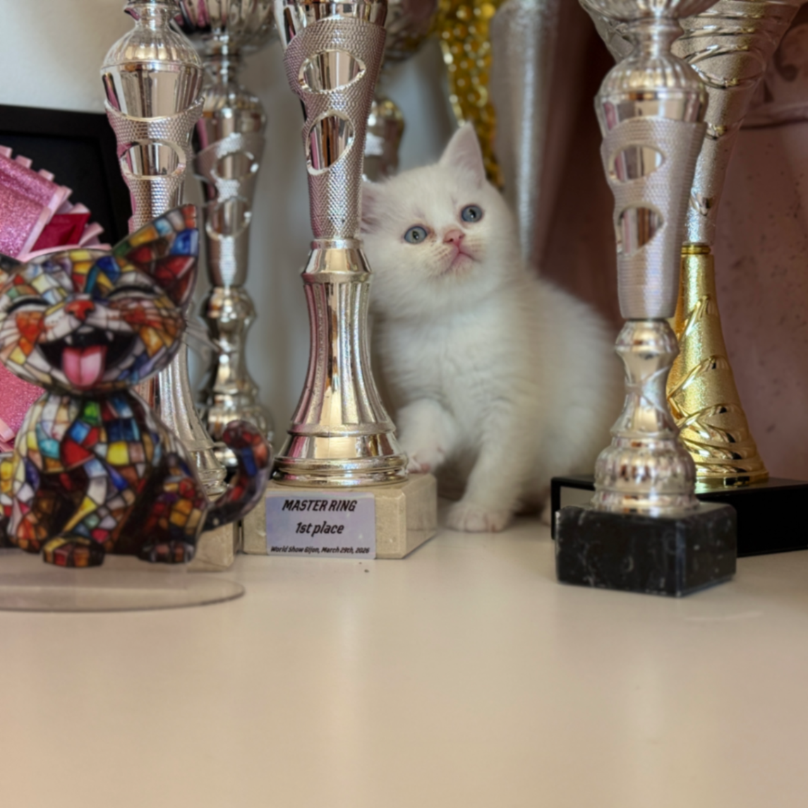 British Shorthair/Longhair thumbnail 8