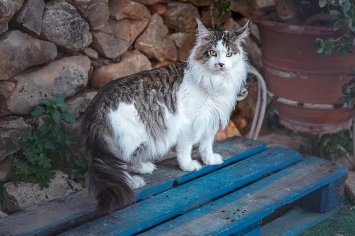 Xors Bonton Pride thumbnail 2