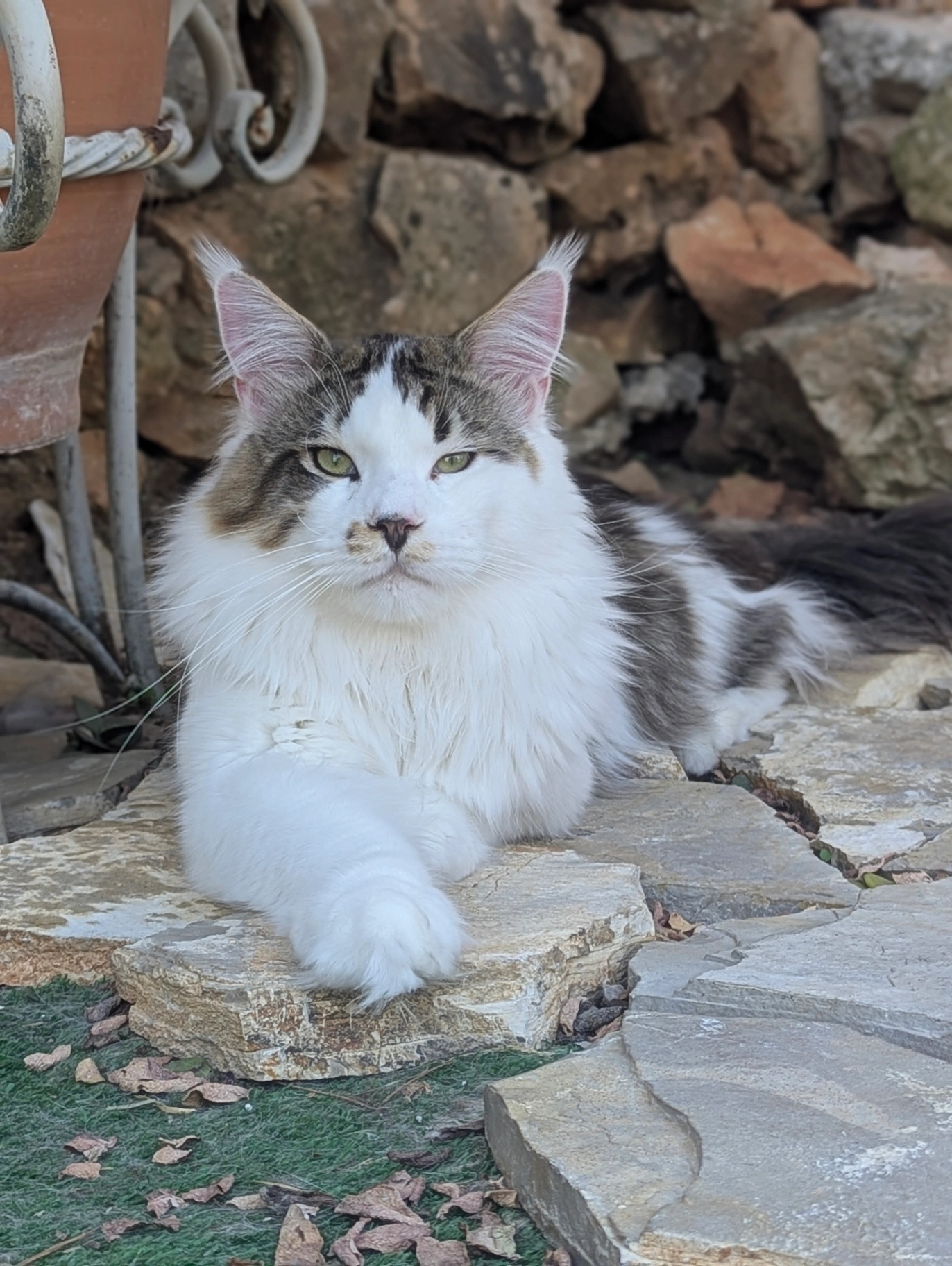 Xors Bonton Pride thumbnail 3