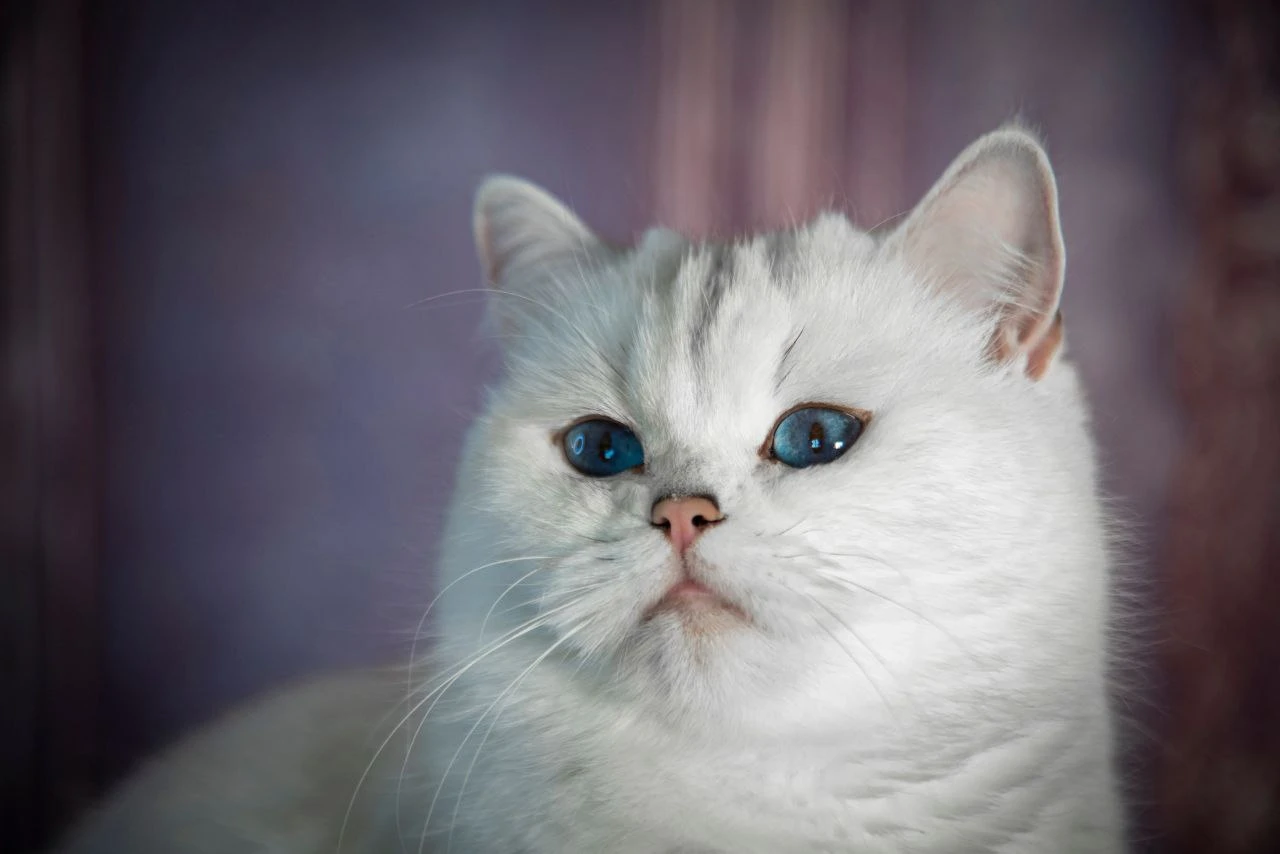 Angelica Imperia Detroval thumbnail 2