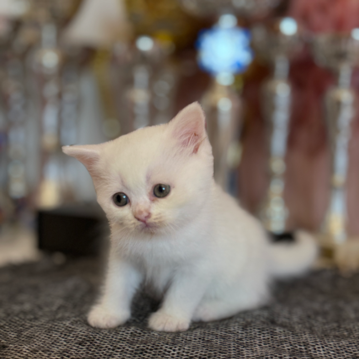 British Shorthair/Longhair thumbnail 2