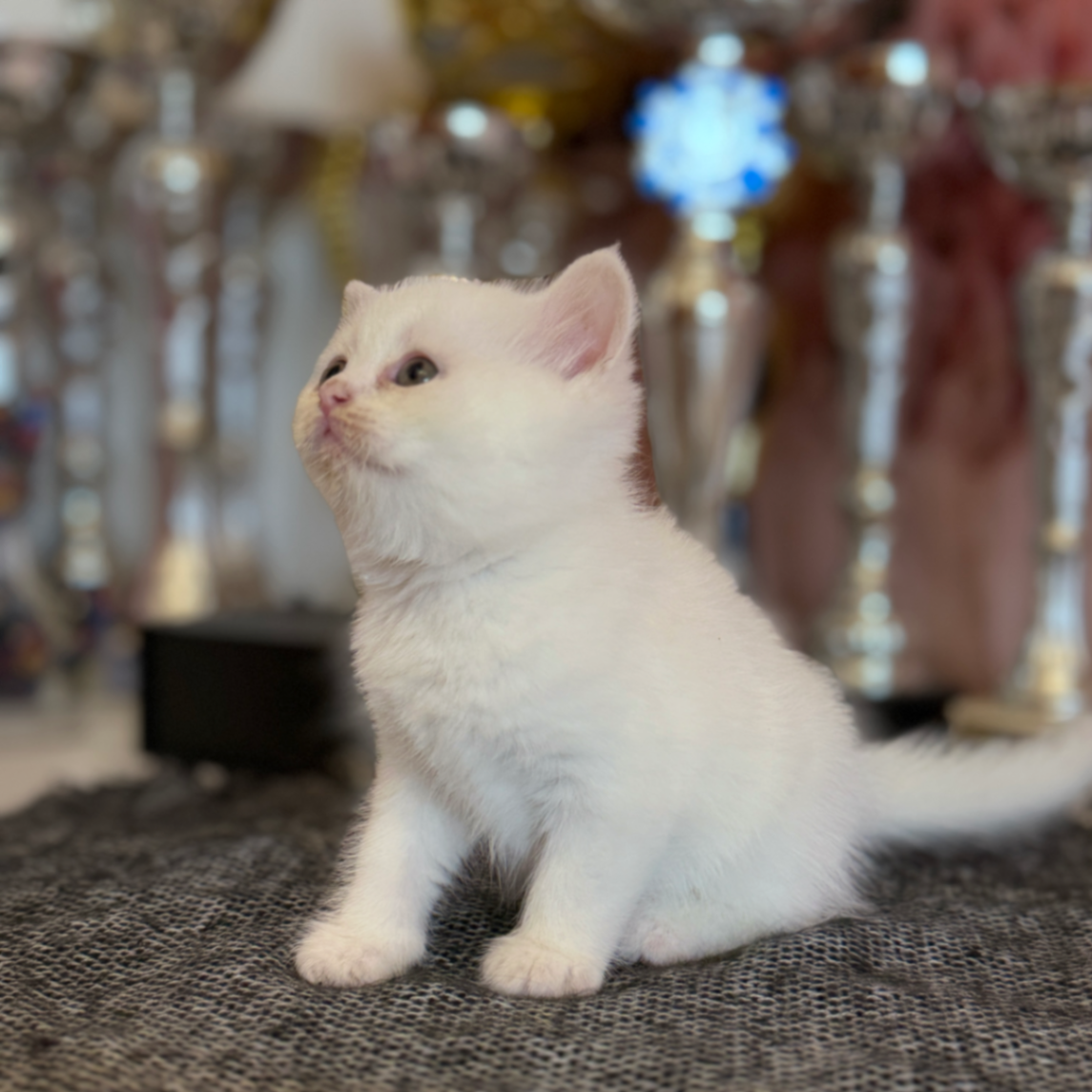British Shorthair/Longhair thumbnail 3