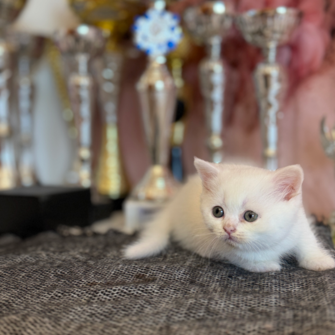 British Shorthair/Longhair thumbnail 4