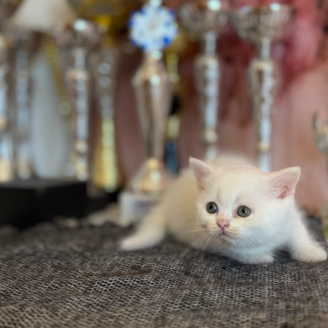 British Shorthair/Longhair thumbnail 5