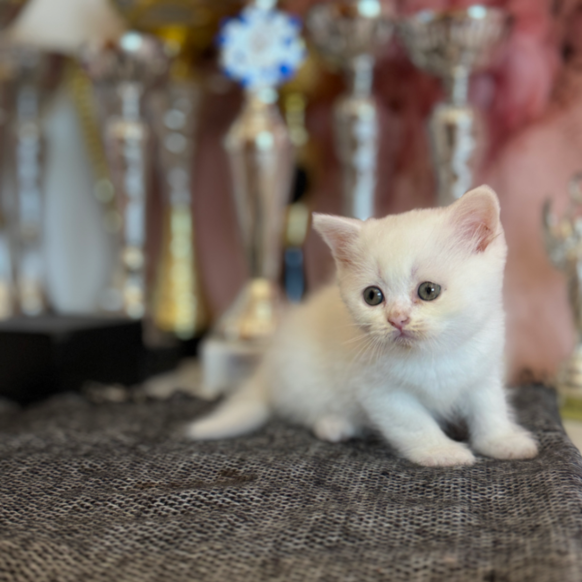 British Shorthair/Longhair thumbnail 6