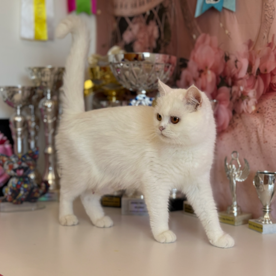 Blanca Bonton Pride thumbnail 2