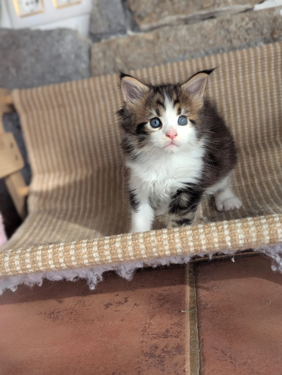 Maine Coon n 03