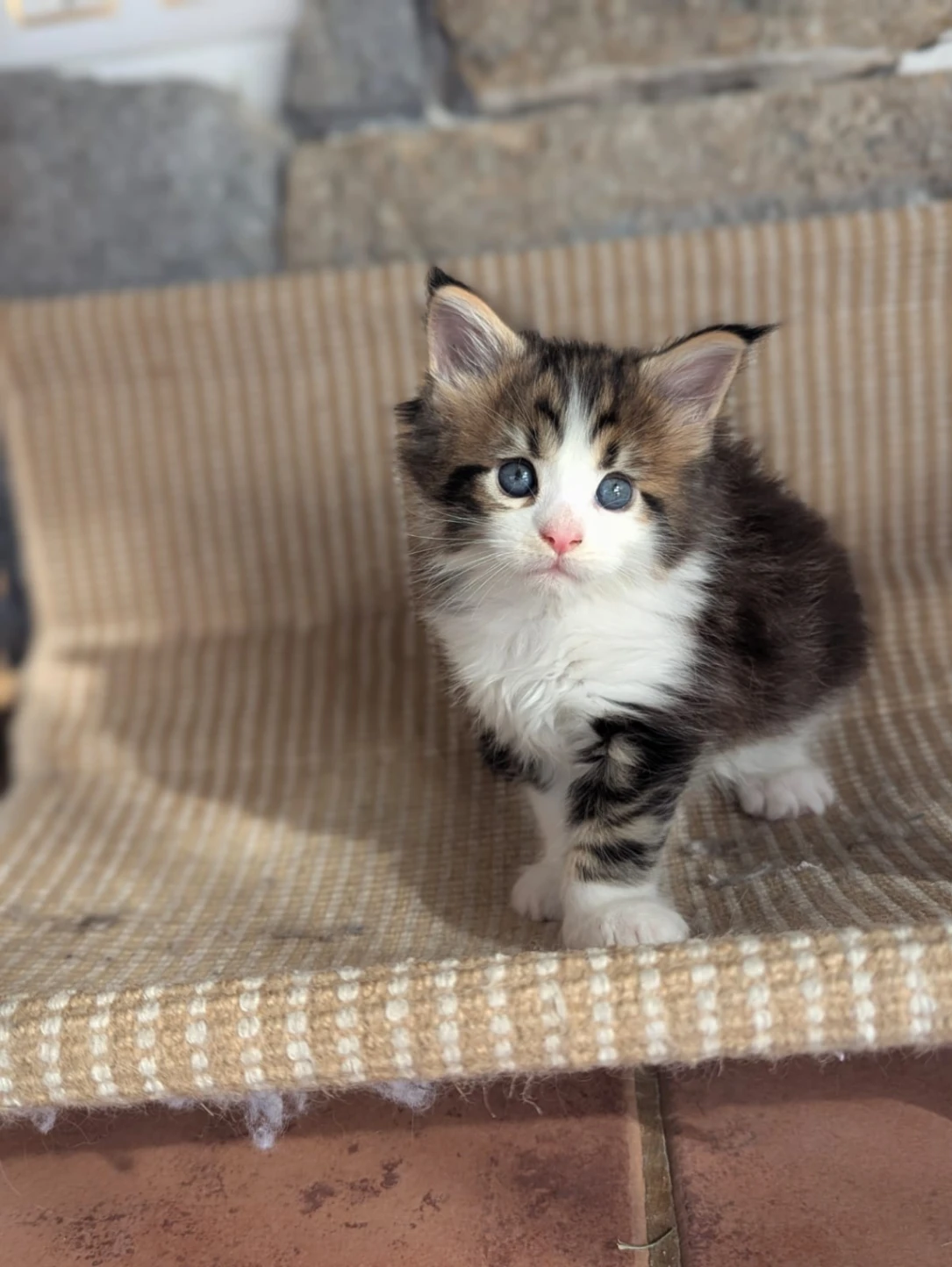 Maine Coon thumbnail 2