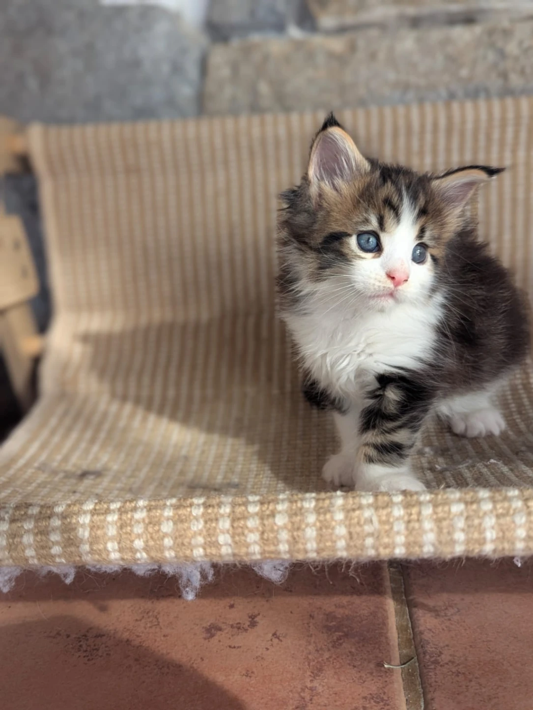 Maine Coon thumbnail 3