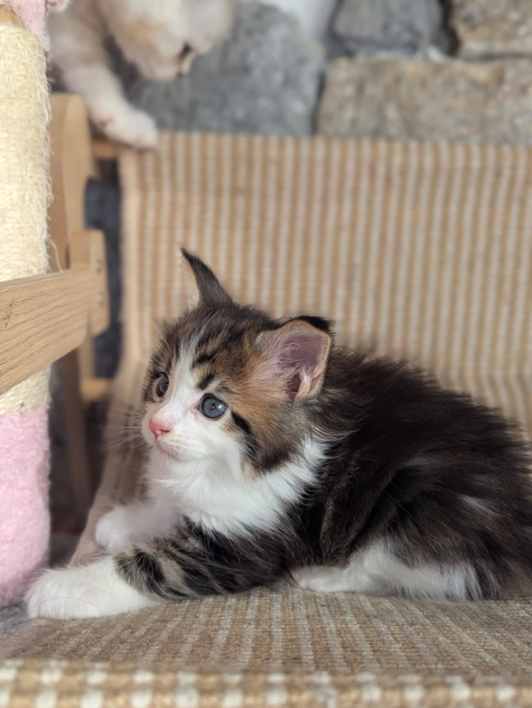 Maine Coon thumbnail 4