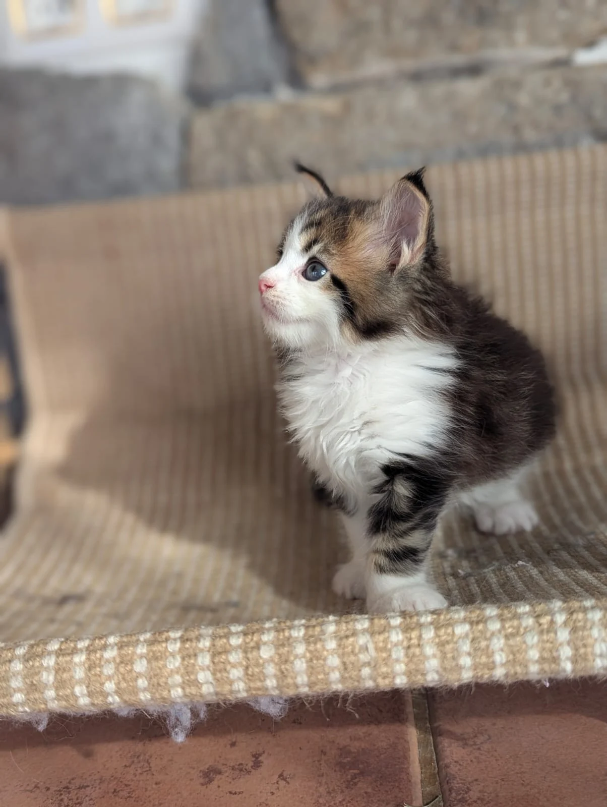 Maine Coon thumbnail 5