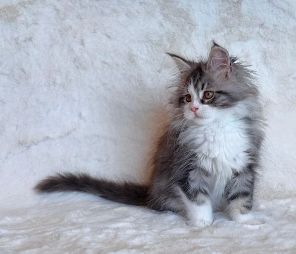 Maine Coon thumbnail 2