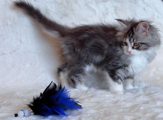 Maine Coon thumbnail 3