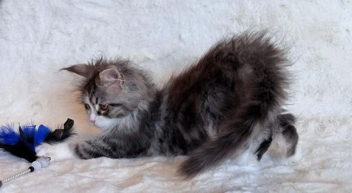 Maine Coon thumbnail 4