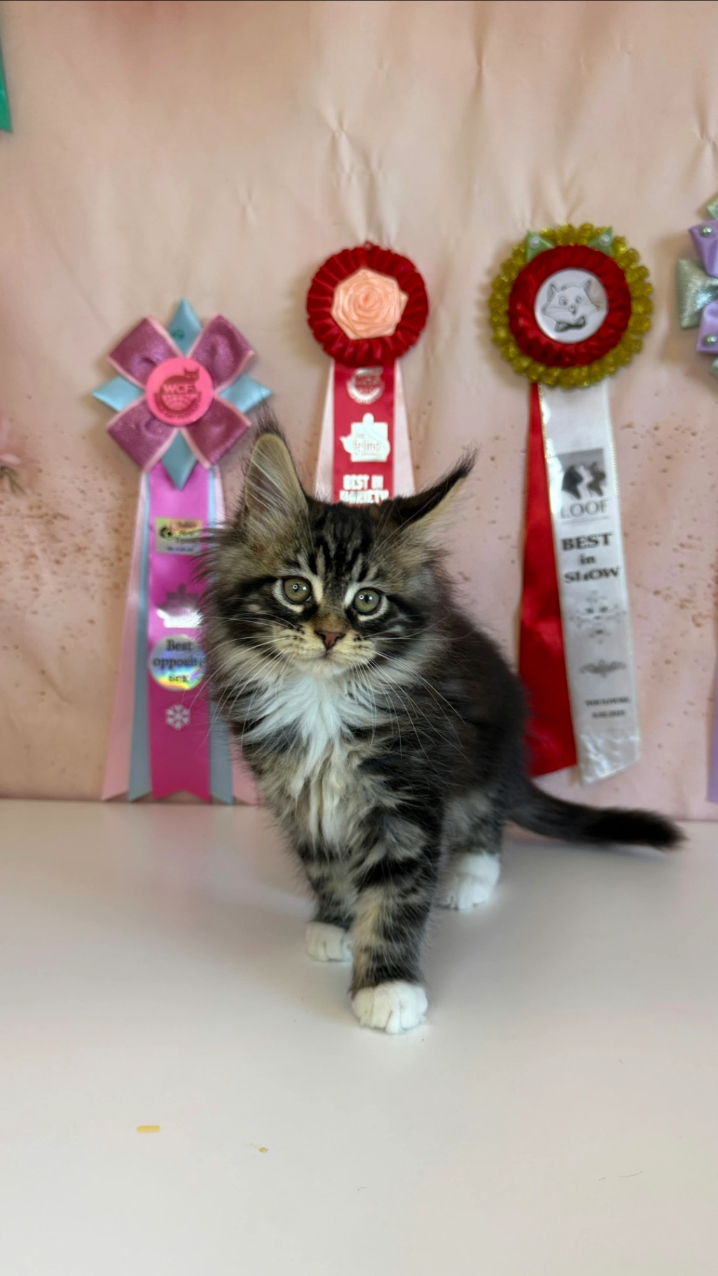 Maine Coon thumbnail 2