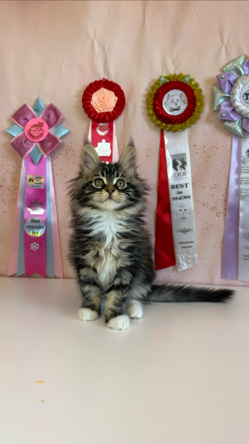 Maine Coon thumbnail 3