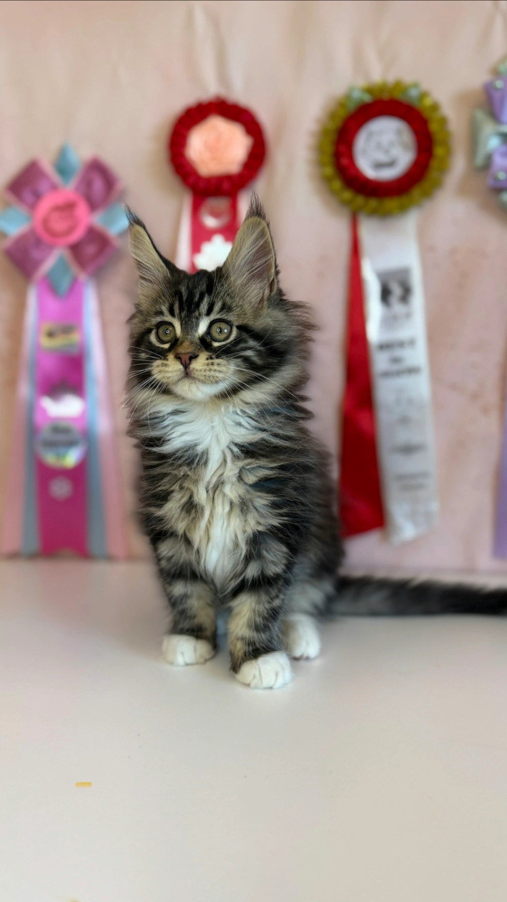 Maine Coon thumbnail 4