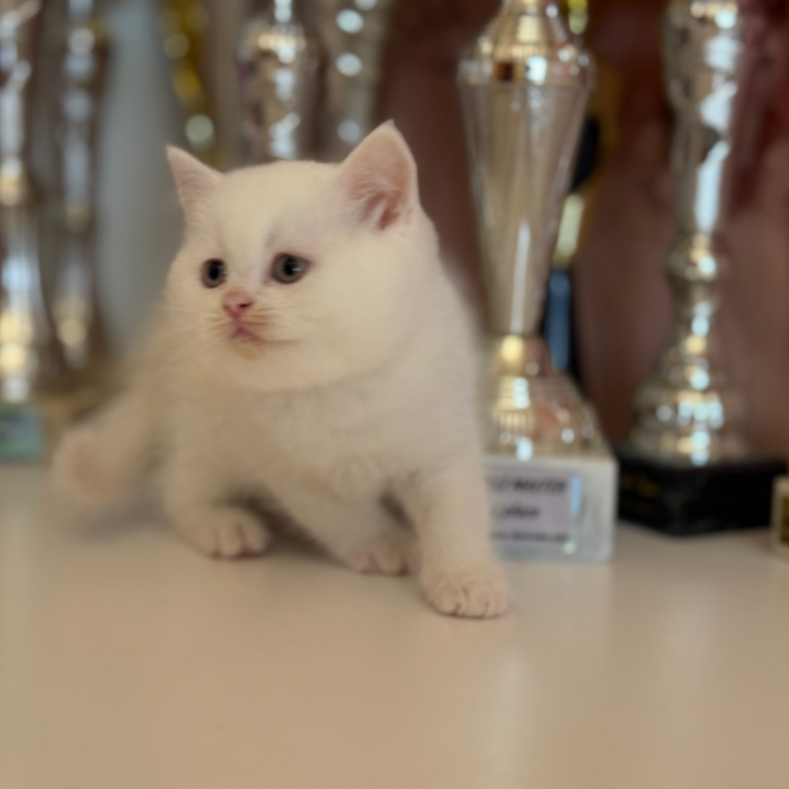 British Shorthair/Longhair W61 blanco con ojos azules