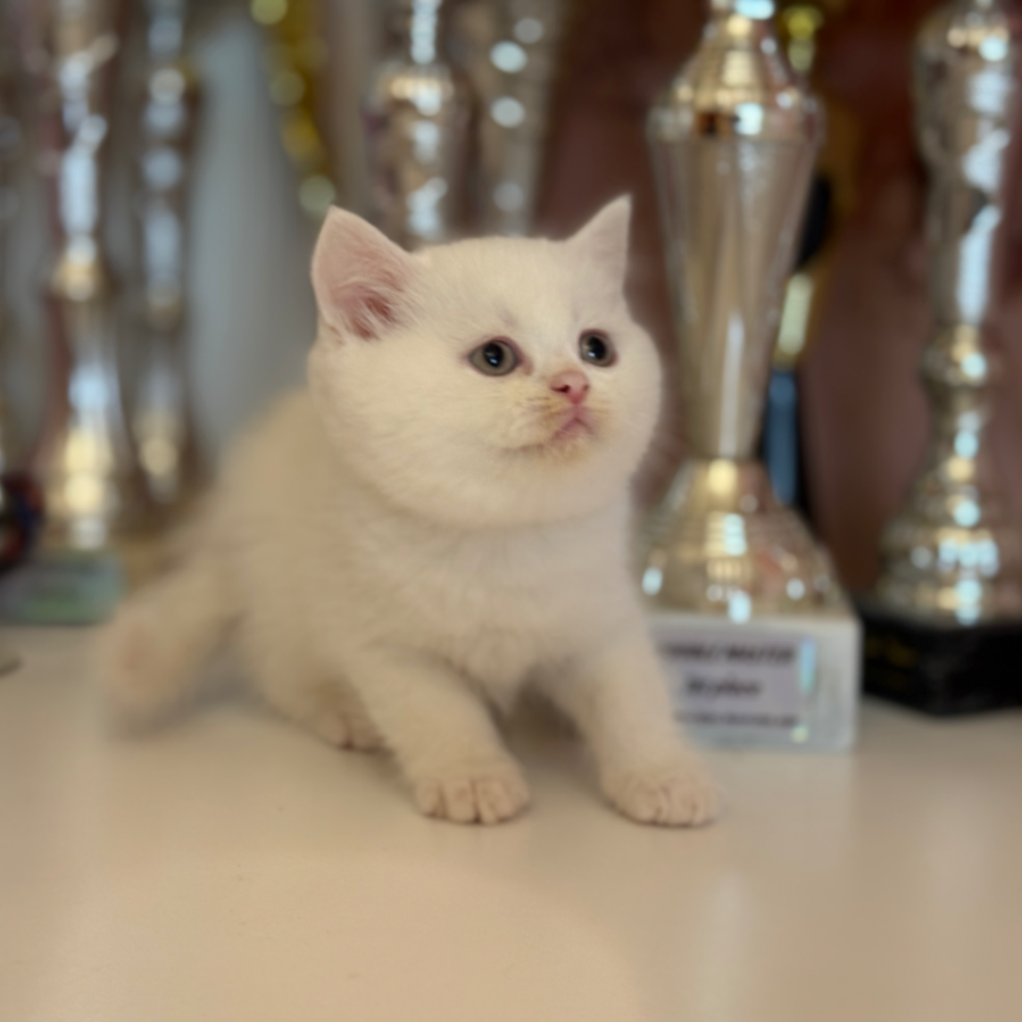British Shorthair/Longhair thumbnail 2