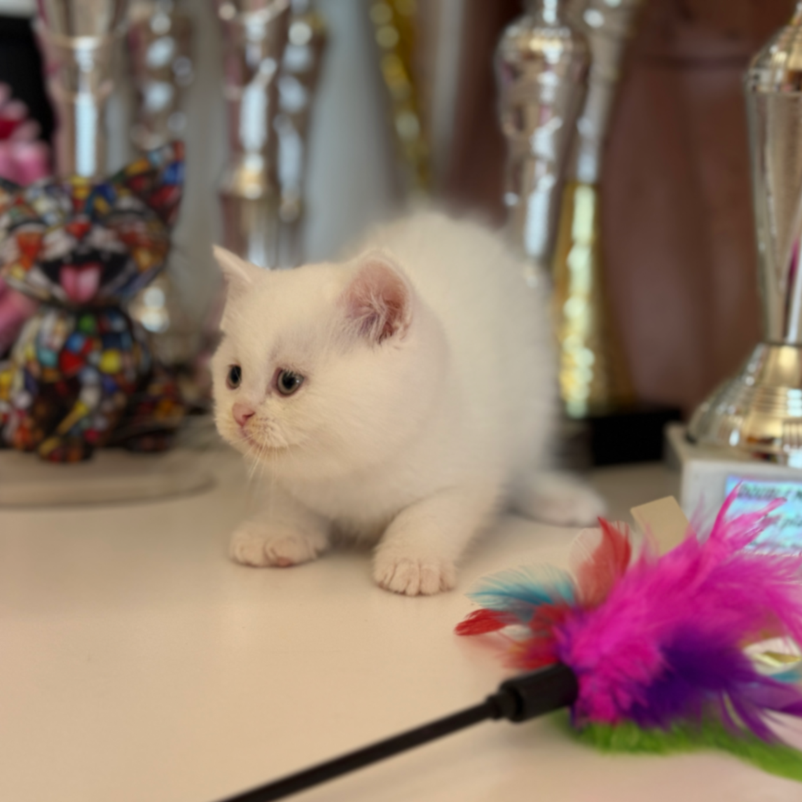 British Shorthair/Longhair thumbnail 3