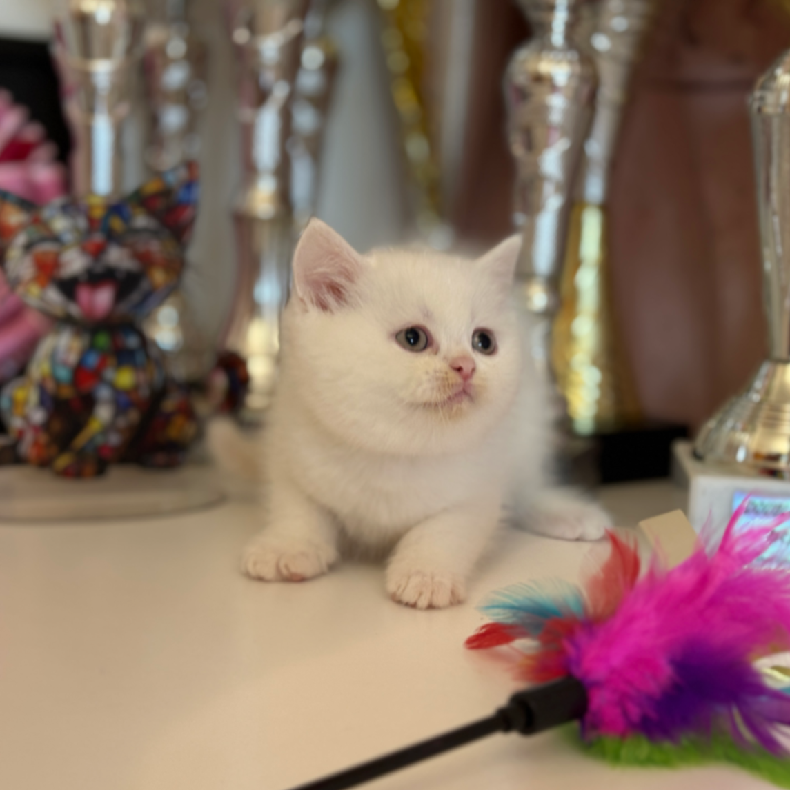 British Shorthair/Longhair thumbnail 4