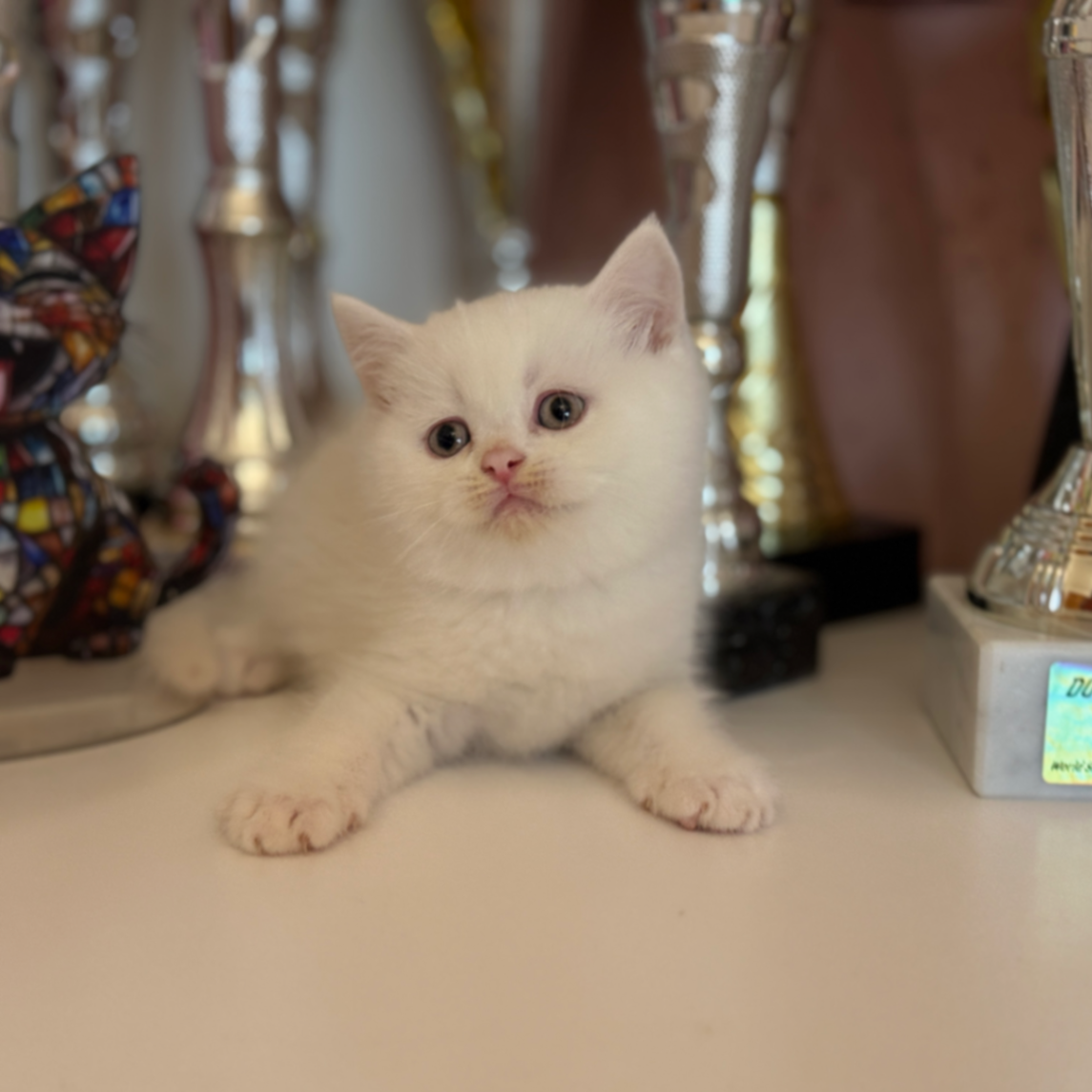 British Shorthair/Longhair thumbnail 5