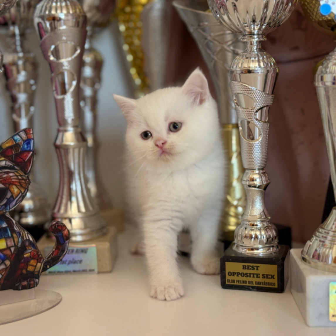 British Shorthair/Longhair thumbnail 6
