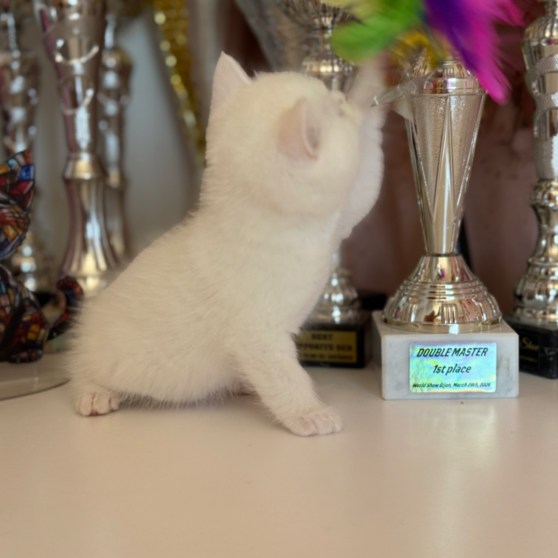 British Shorthair/Longhair thumbnail 7