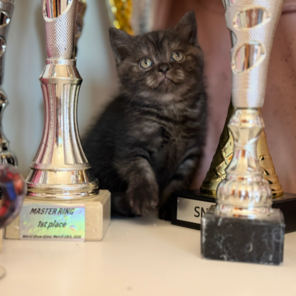 British Shorthair/Longhair en tramite