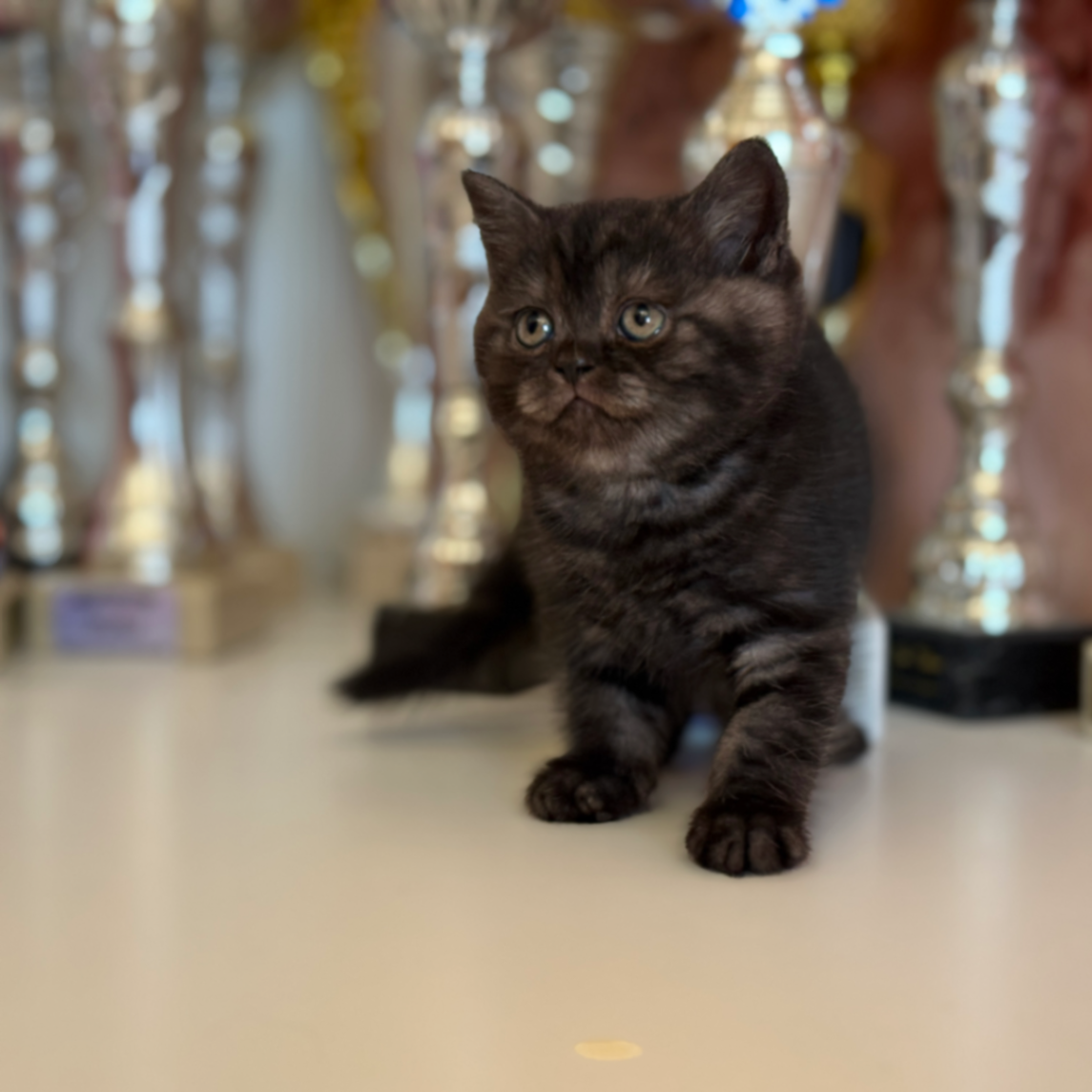 British Shorthair/Longhair thumbnail 2