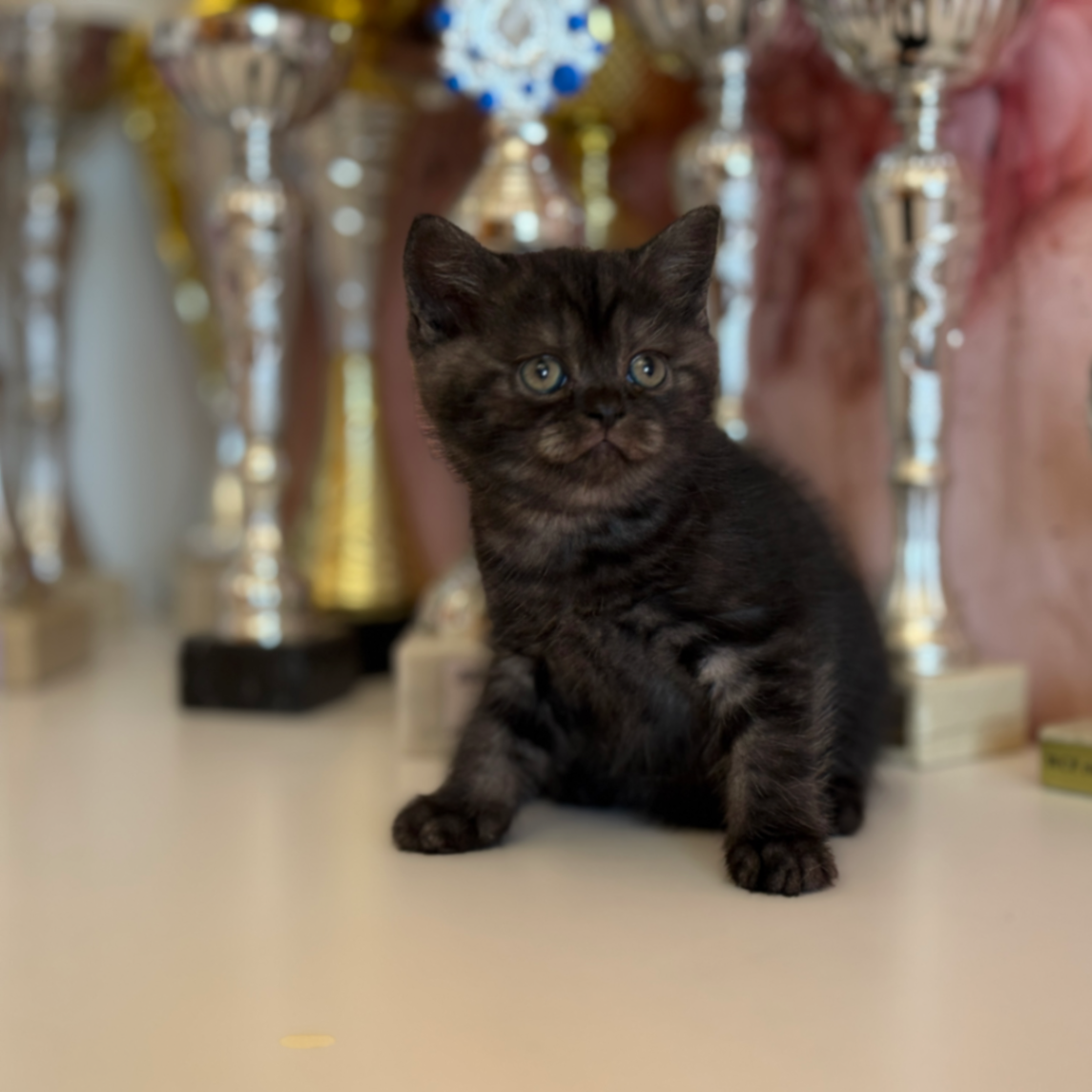 British Shorthair/Longhair thumbnail 3