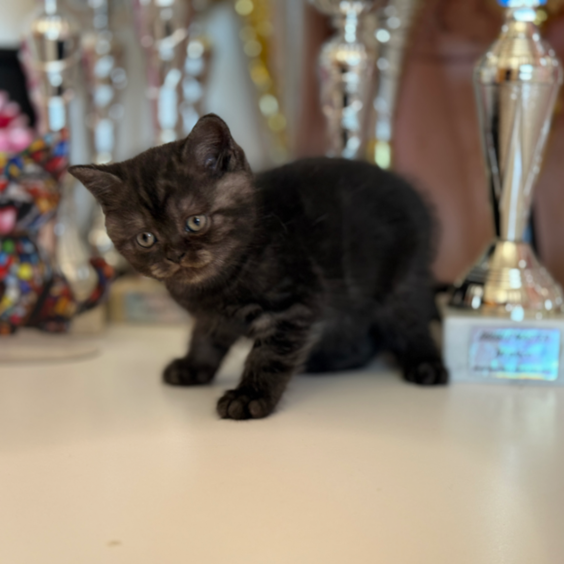 British Shorthair/Longhair thumbnail 4