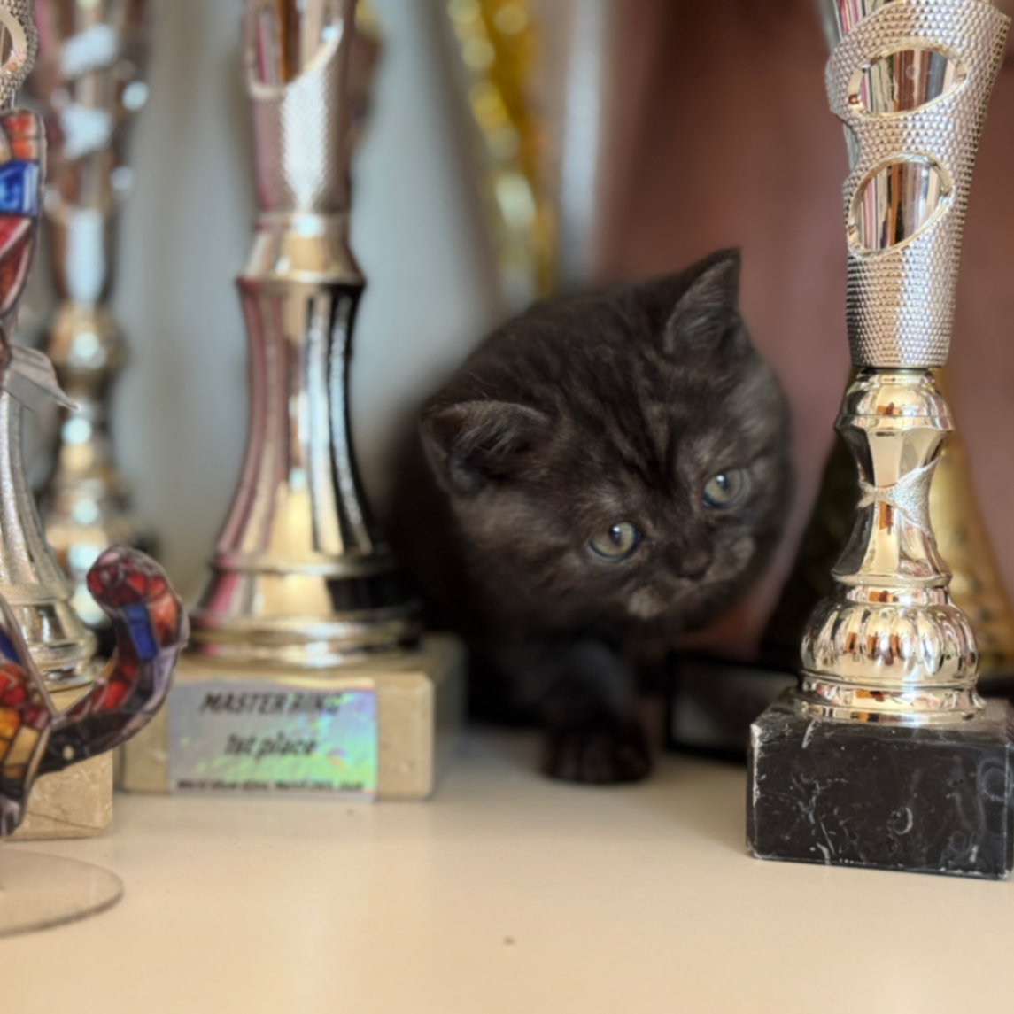 British Shorthair/Longhair thumbnail 5