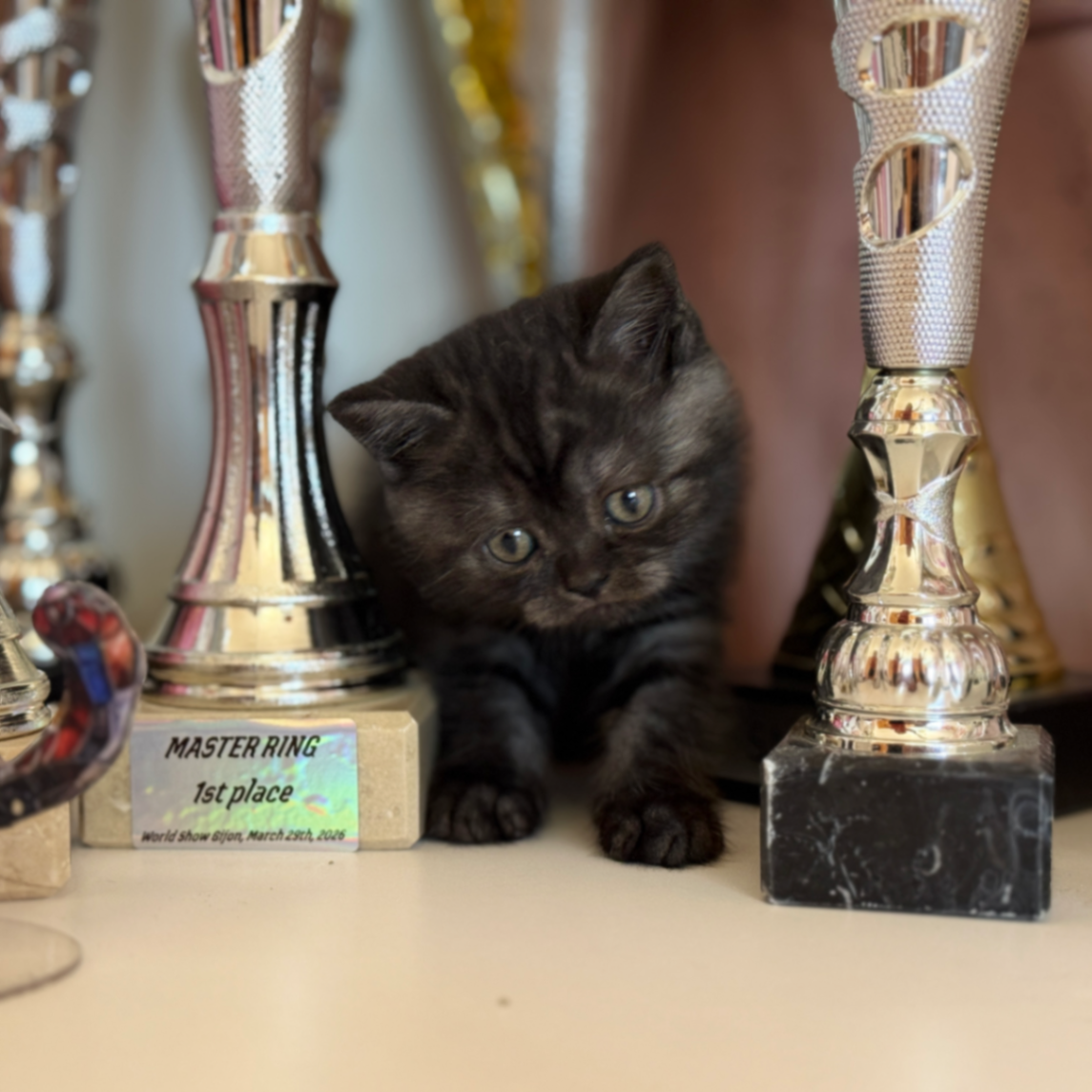 British Shorthair/Longhair thumbnail 6