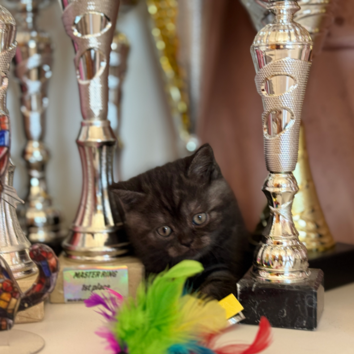 British Shorthair/Longhair thumbnail 7