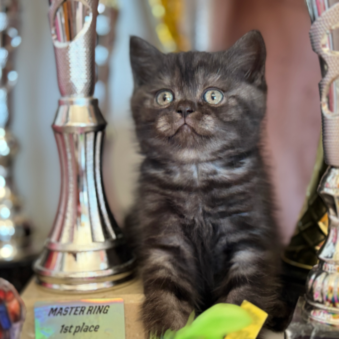British Shorthair/Longhair thumbnail 8