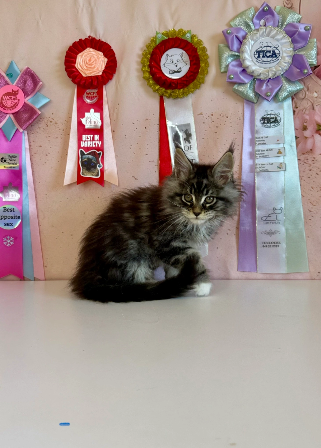 Мейн-Кун thumbnail 2