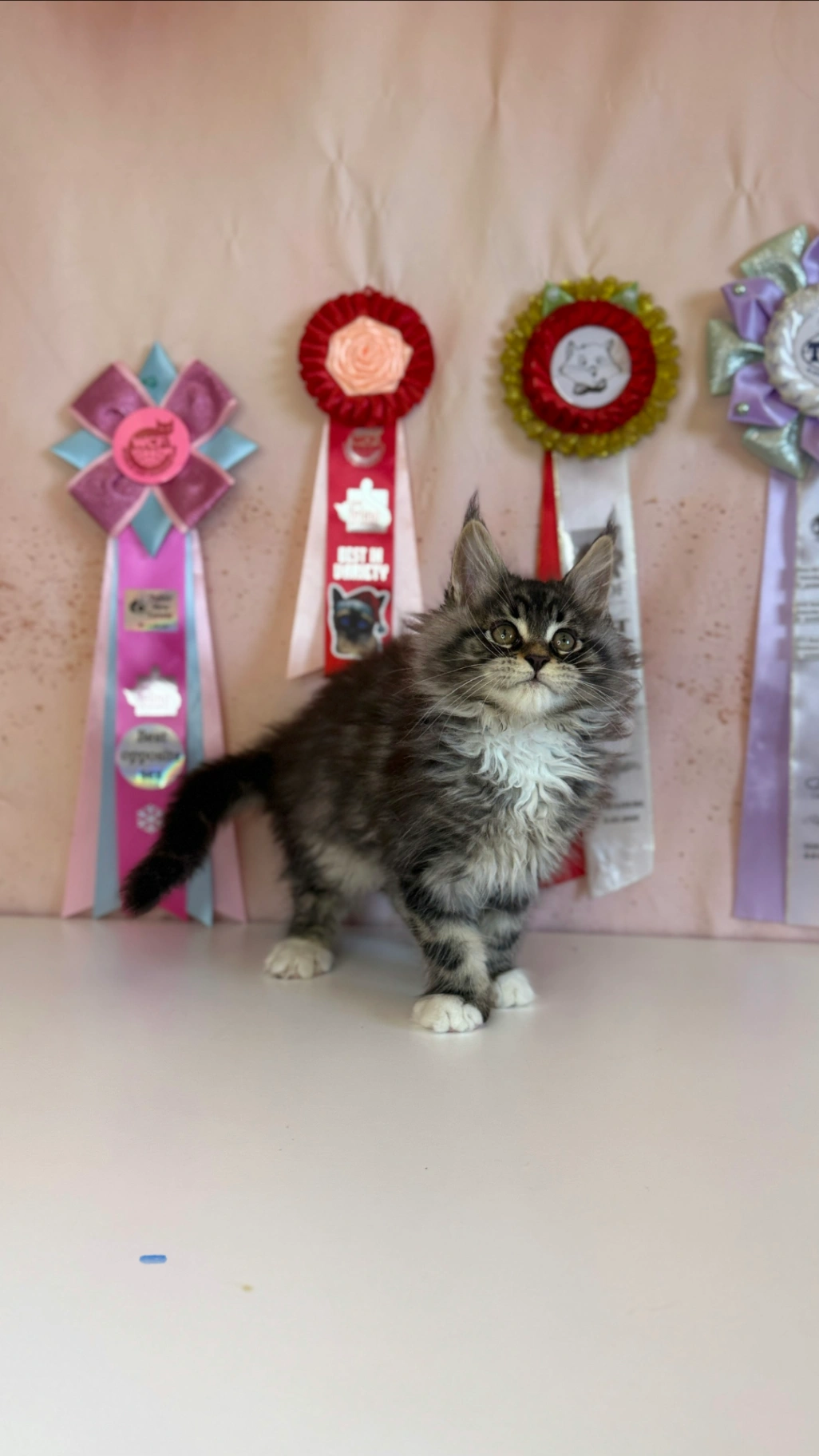 Мейн-Кун thumbnail 3