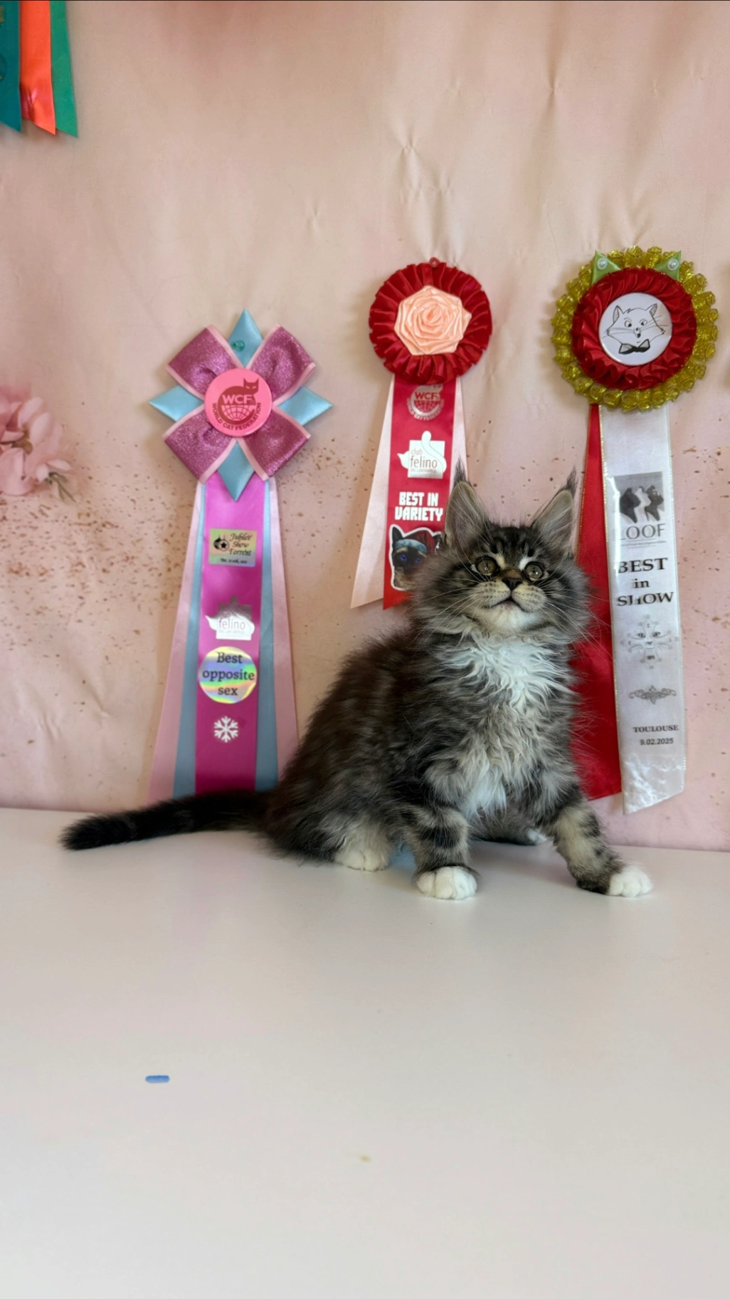 Мейн-Кун thumbnail 4