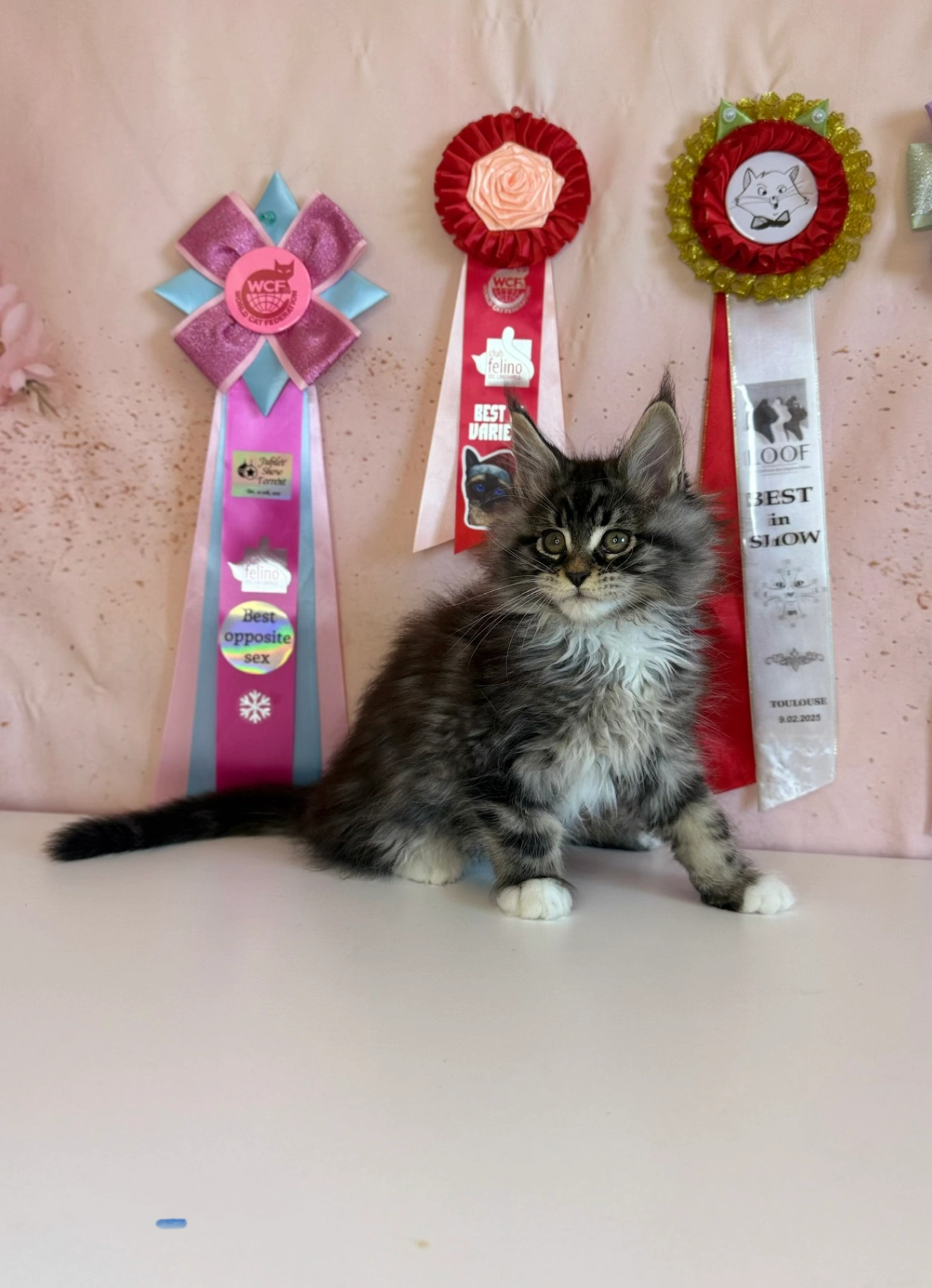 Мейн-Кун thumbnail 5