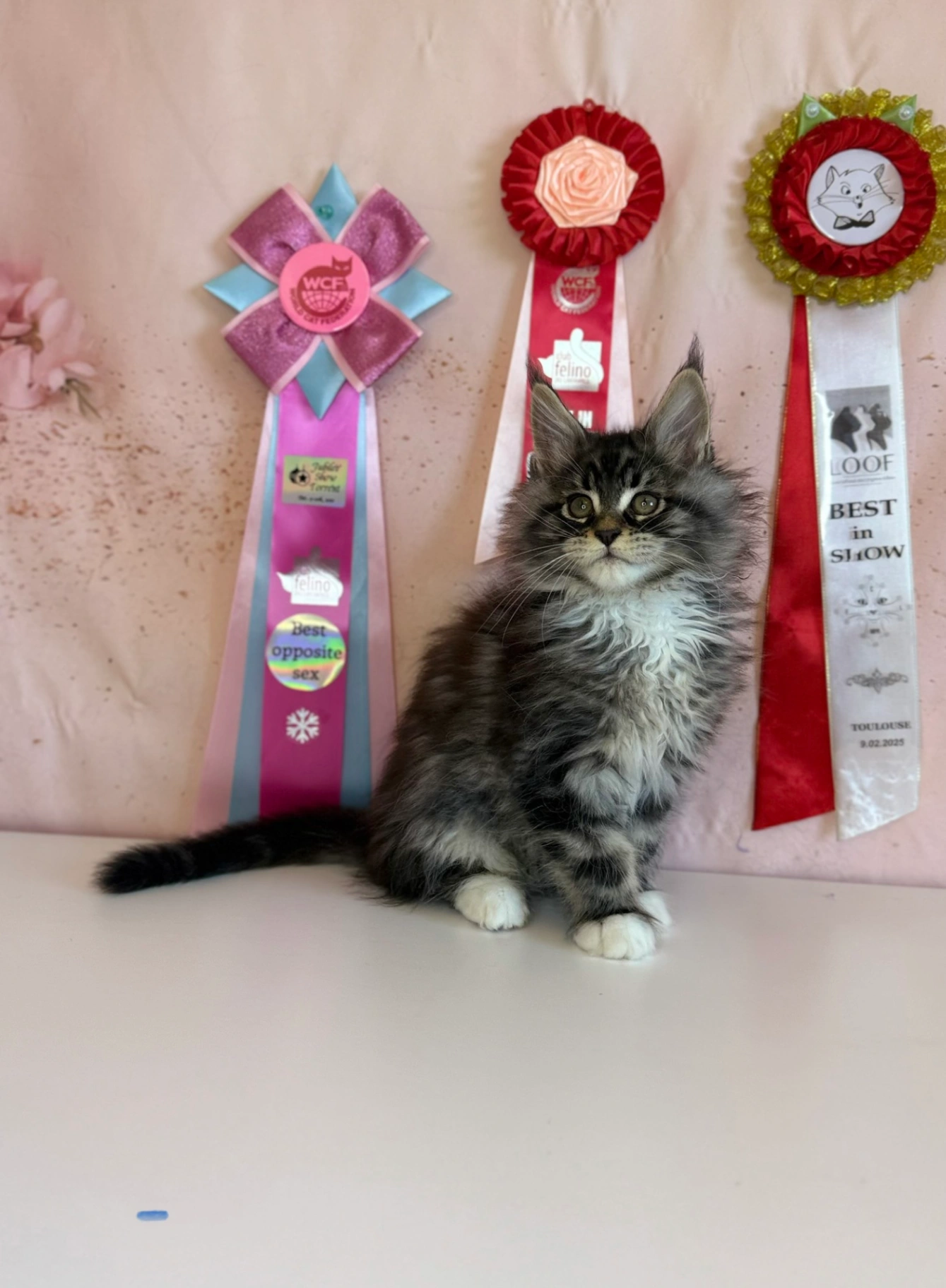 Мейн-Кун thumbnail 6