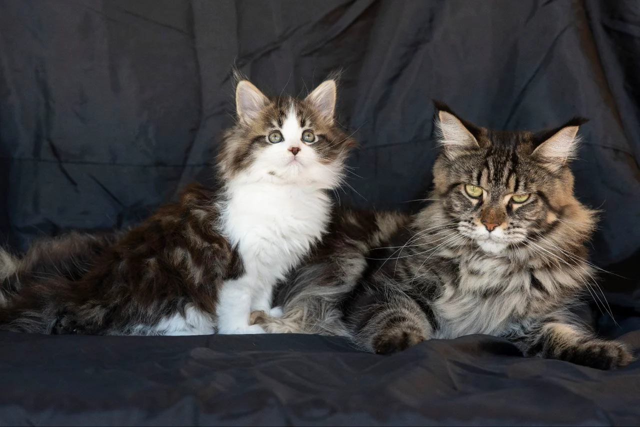 Мейн-Кун thumbnail 2