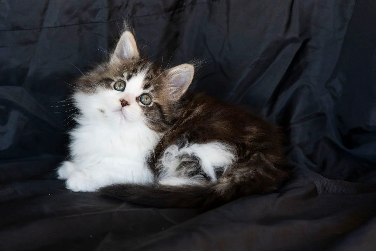 Мейн-Кун thumbnail 3