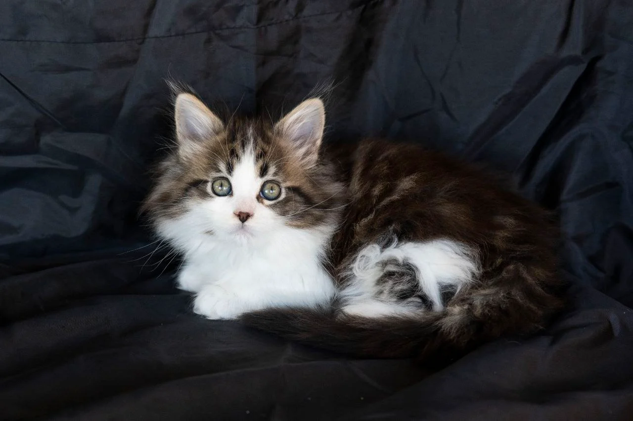 Мейн-Кун thumbnail 4