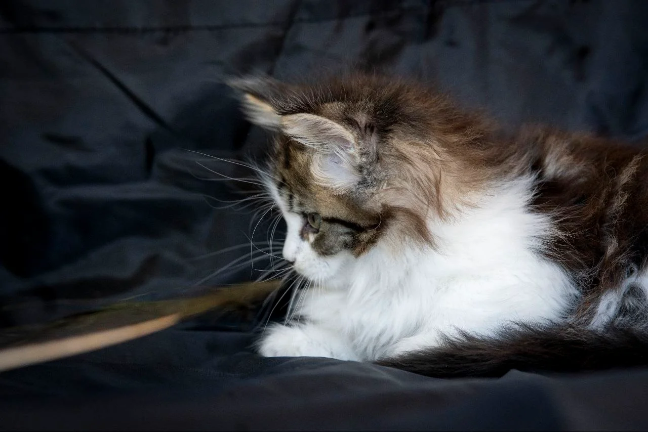 Мейн-Кун thumbnail 5