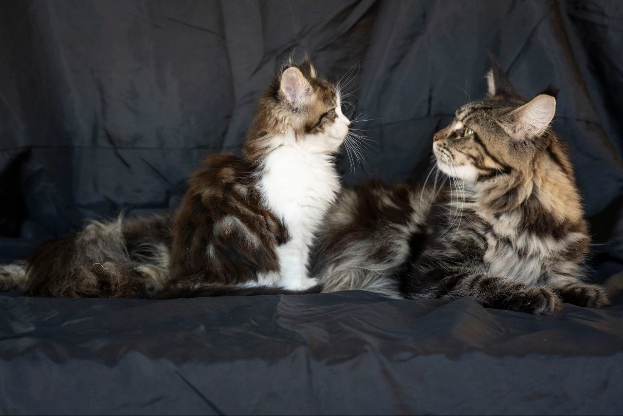 Мейн-Кун thumbnail 6