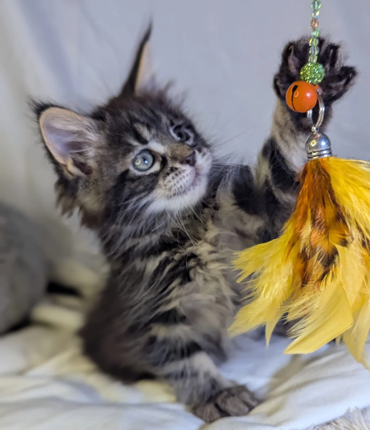 Maine Coon thumbnail 2