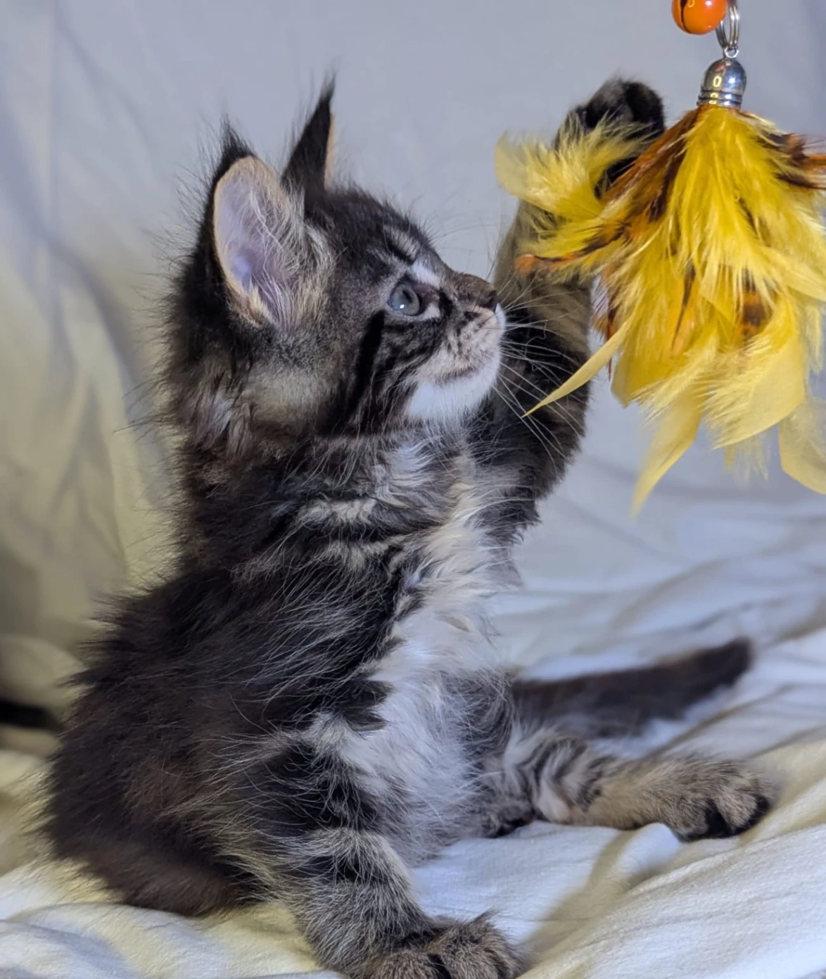 Maine Coon thumbnail 3