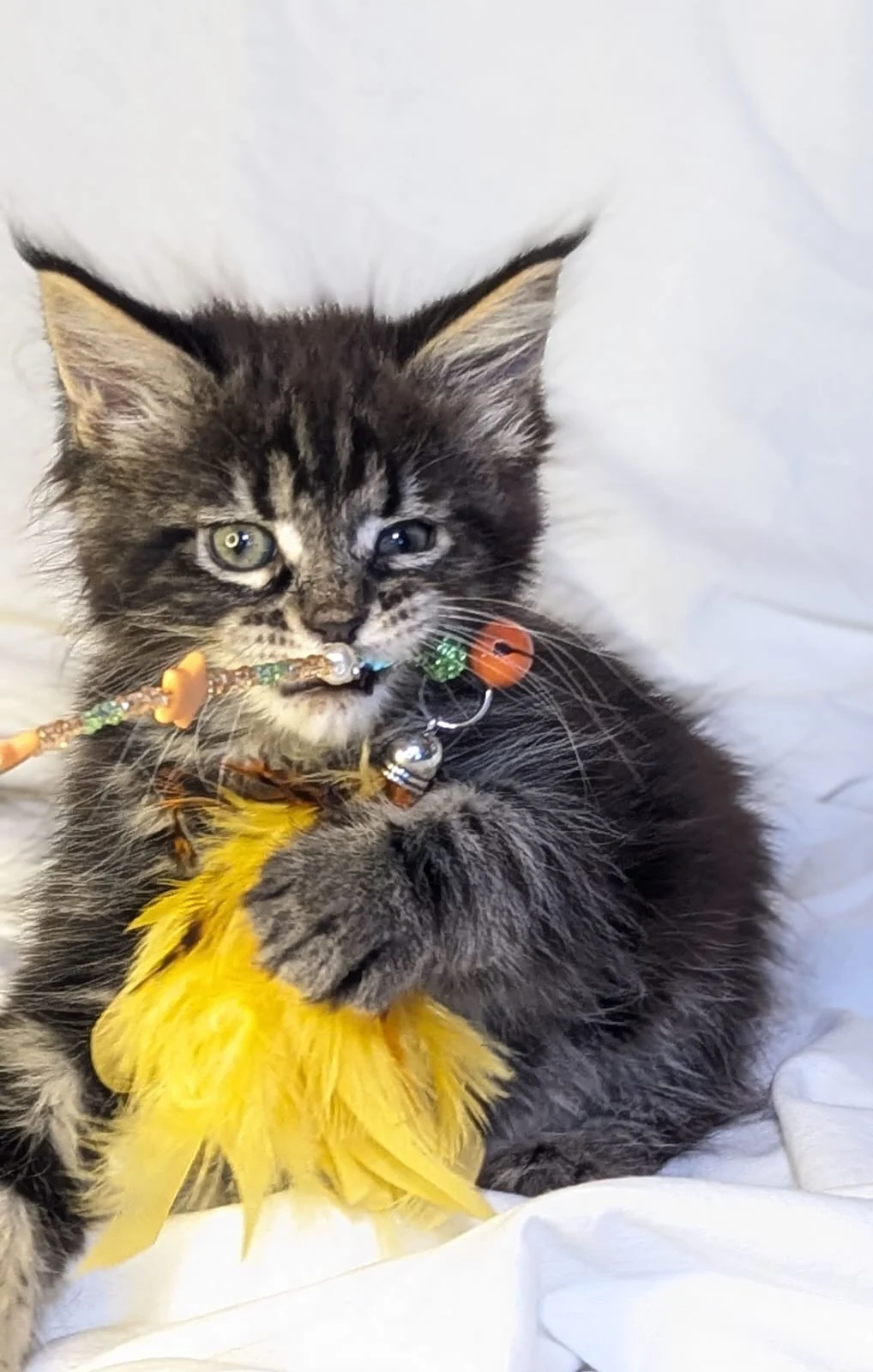 Maine Coon thumbnail 4