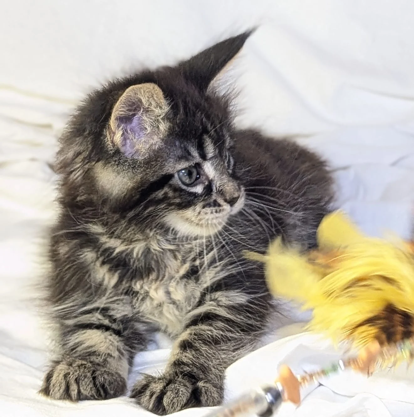 Maine Coon thumbnail 5